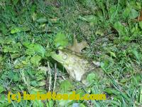 /home//u458753944/public_html/sourcegallery//Frogs/Bullfrogs 2020-09 Upper Merion/P9280681.JPG